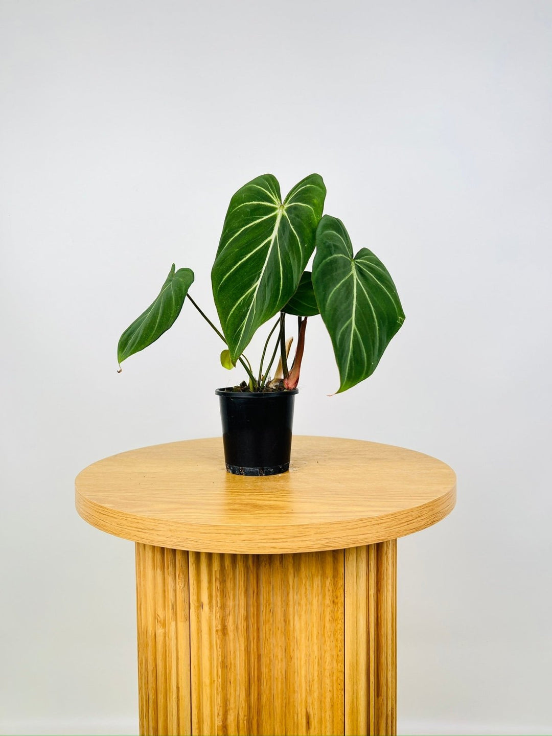 Philodendron Gloriosum "White Vein" | Uprooted