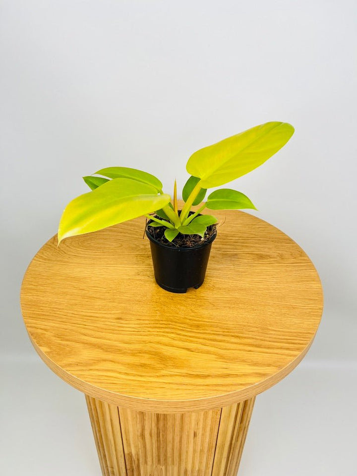 Philodendron Golden Melinonii | Uprooted