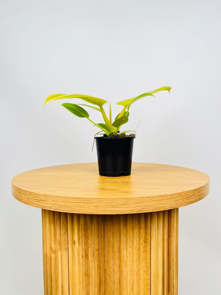 Philodendron Golden Melinonii | Uprooted