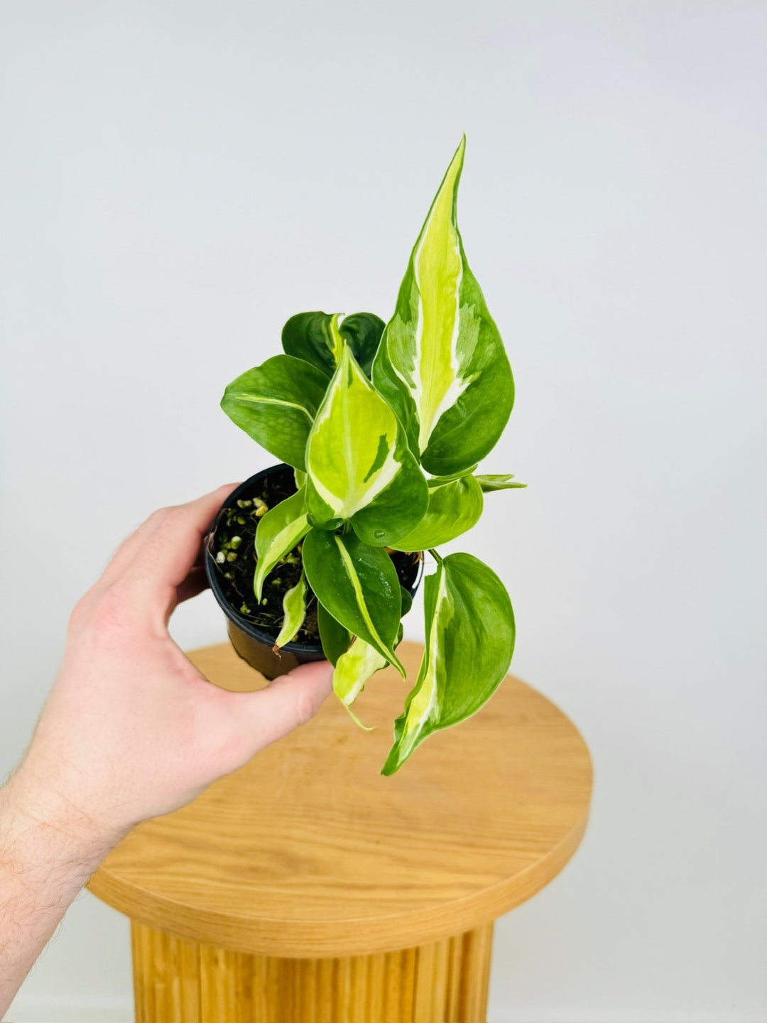 Philodendron Hederaceum Var. Oxycardium Cream Splash | Uprooted