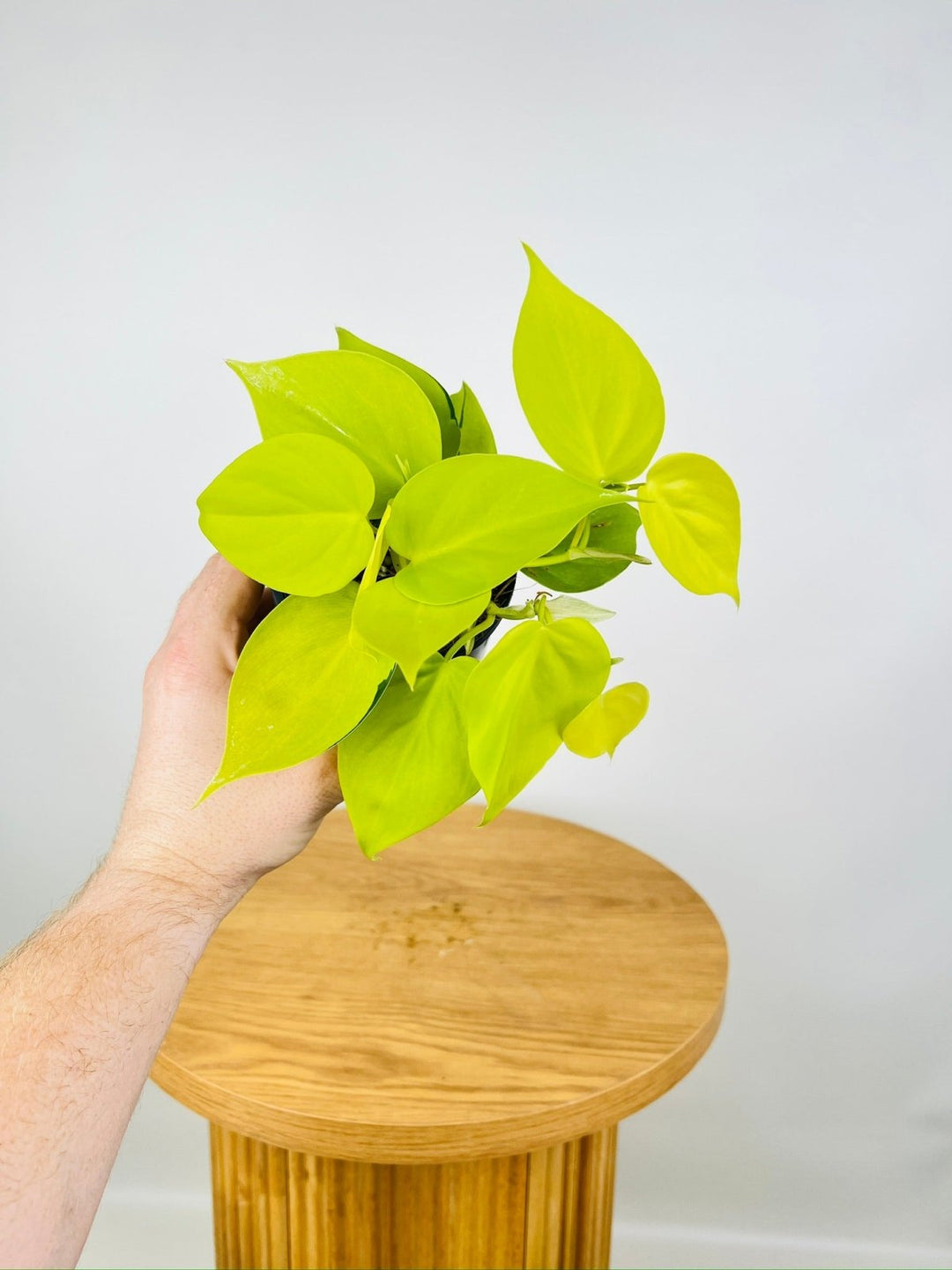 Philodendron Hederaceum Var. Oxycardium - Lime | Uprooted