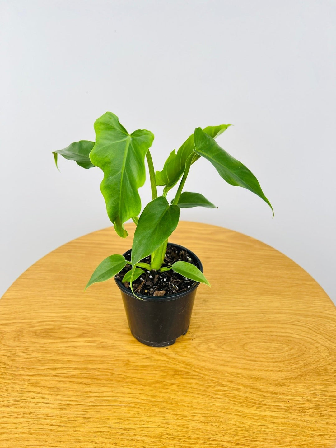 Philodendron Lacerum Fingerling | Uprooted