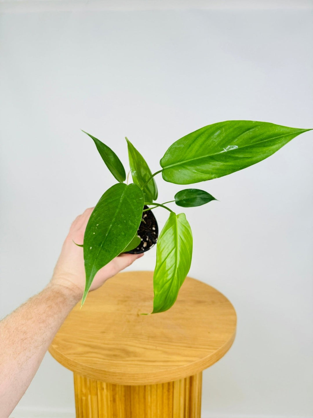 Philodendron Mexicanum | Uprooted