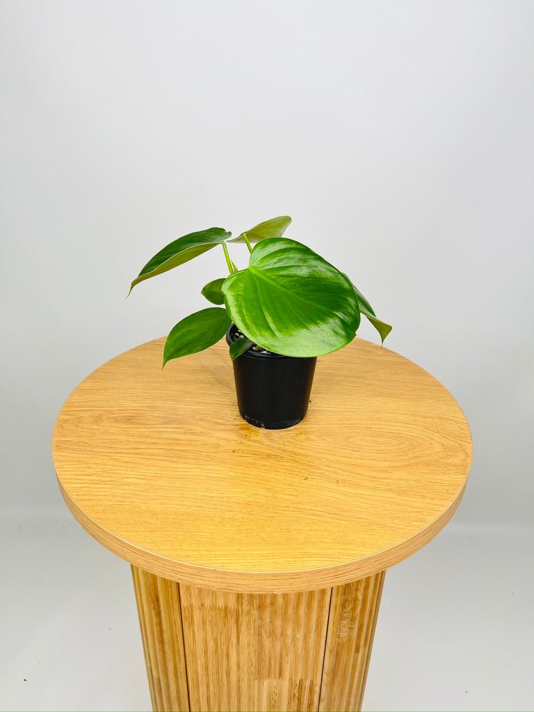 Philodendron Microstictum - NOID | Uprooted