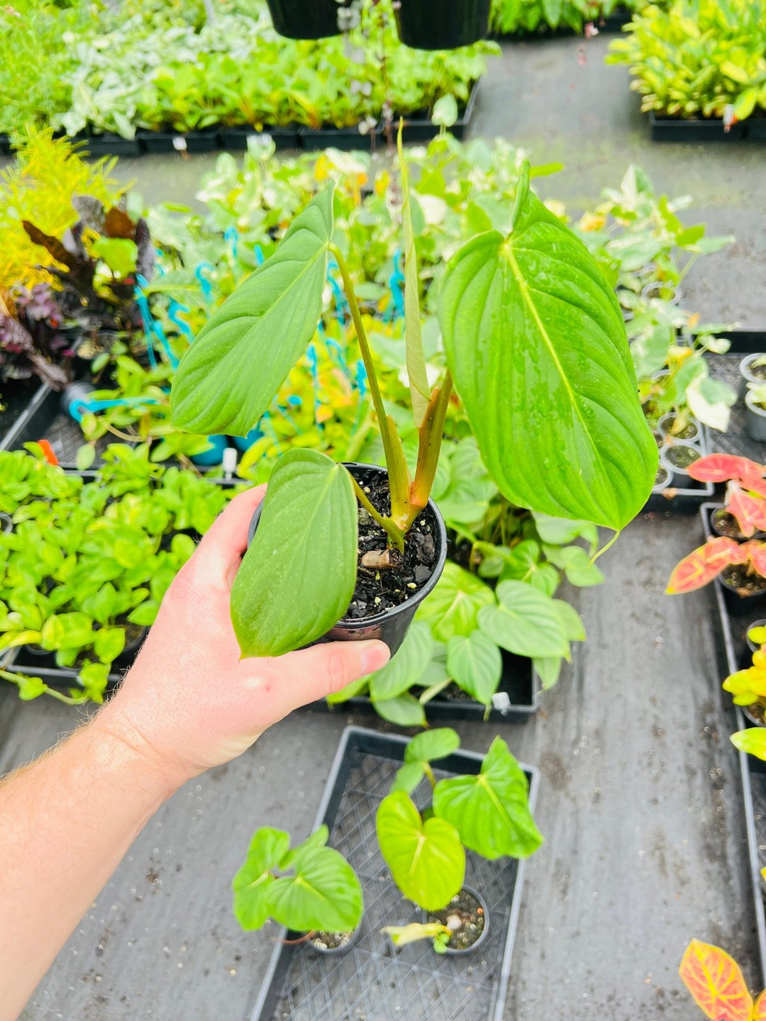 Philodendron Pastazanum X Gloriosum | Uprooted