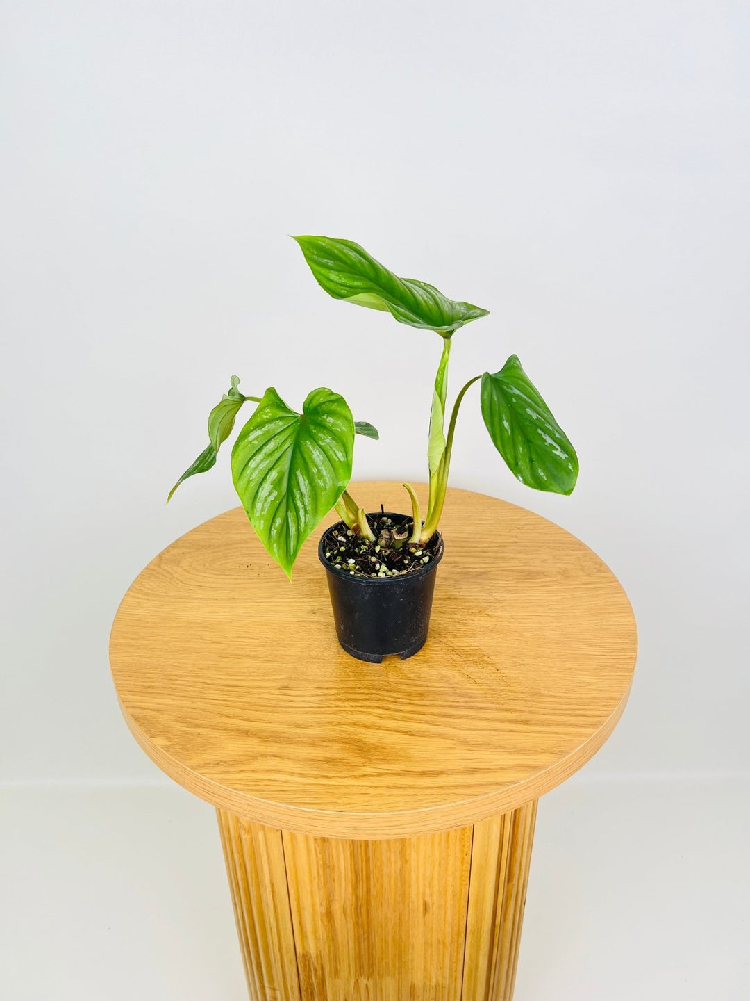 Philodendron Plowmanii Narrow Form | Uprooted