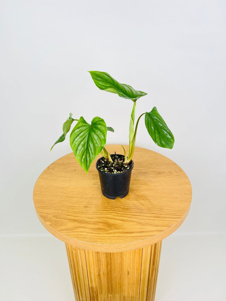 Philodendron Plowmanii Narrow Form | Uprooted