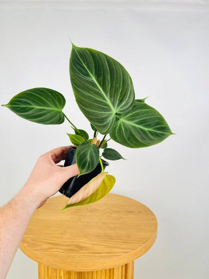 Philodendron Rubrijuvenile - El Choco Red | Uprooted