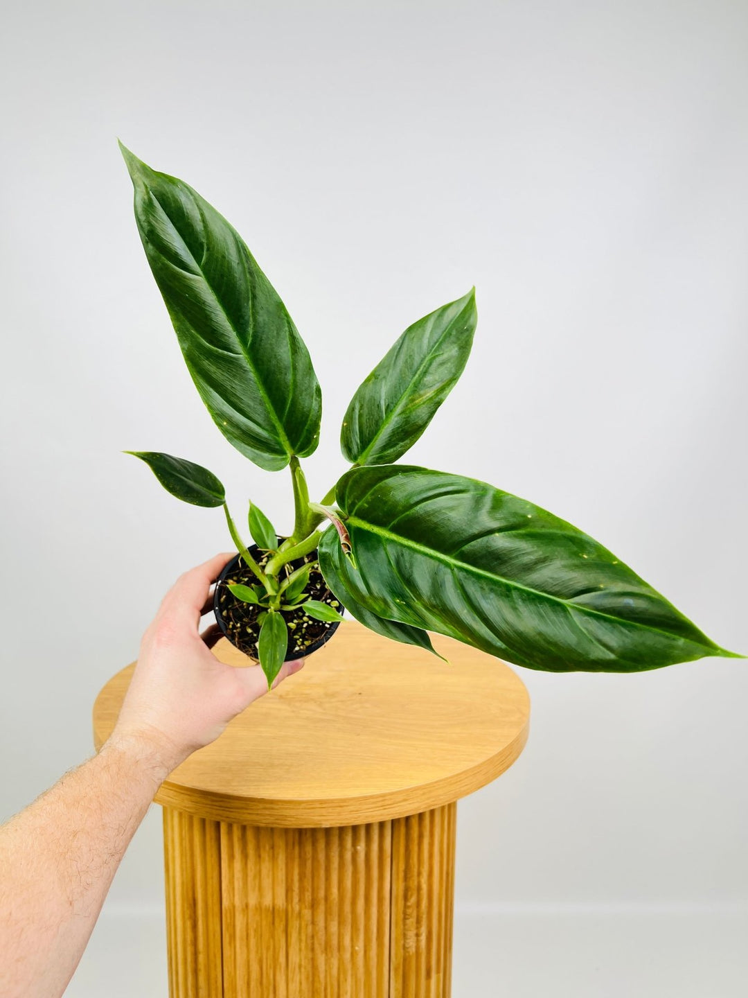 Philodendron Subhastatum | Uprooted