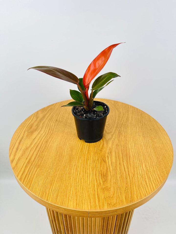 Philodendron Sun Red | Uprooted