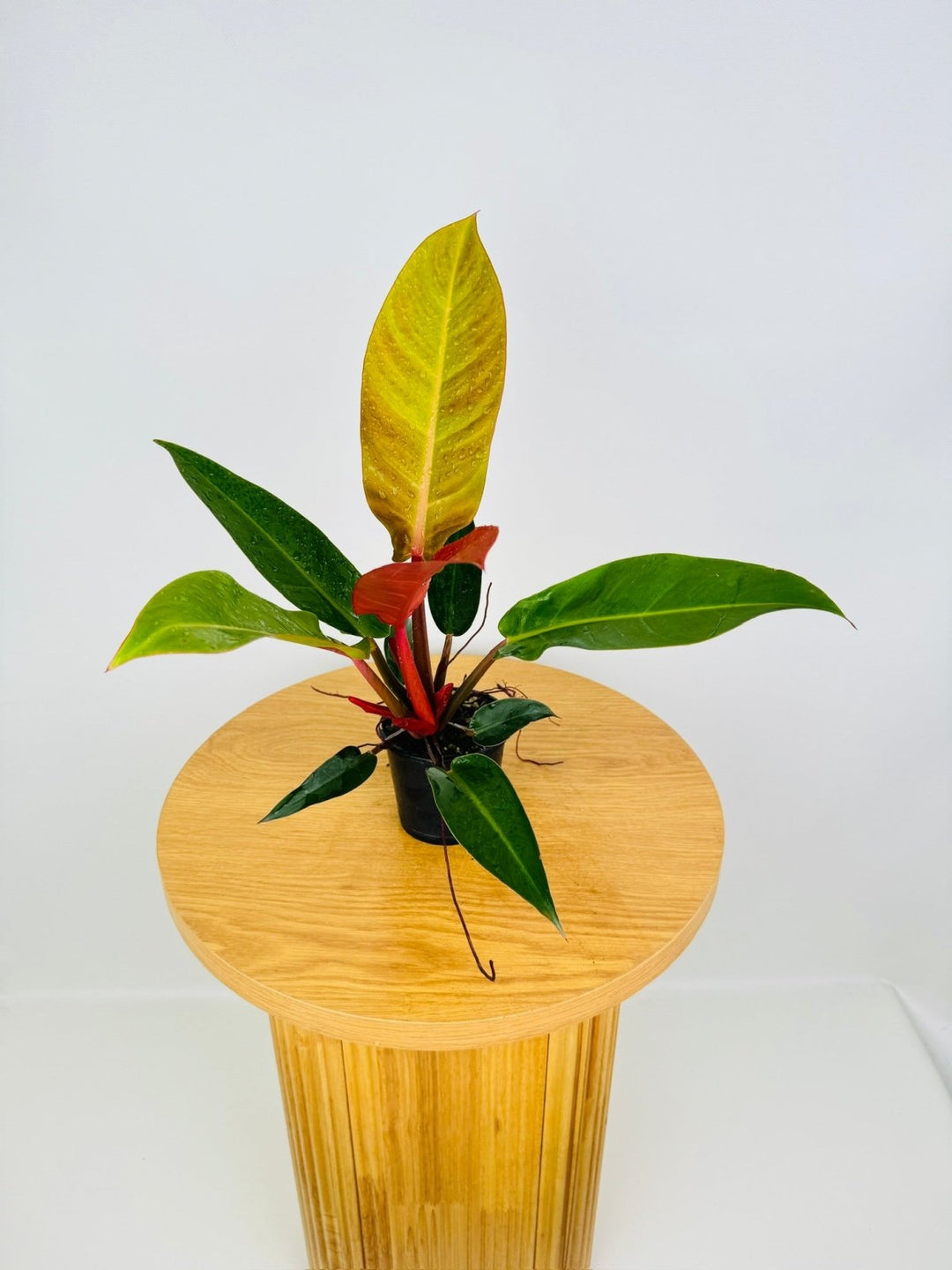 Philodendron Sun Red | Uprooted