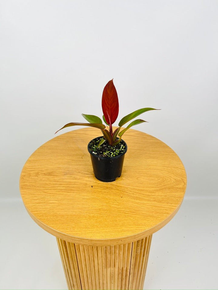 Philodendron Sun Red | Uprooted