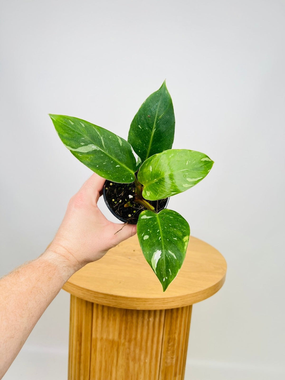 Philodendron White Princess | Uprooted