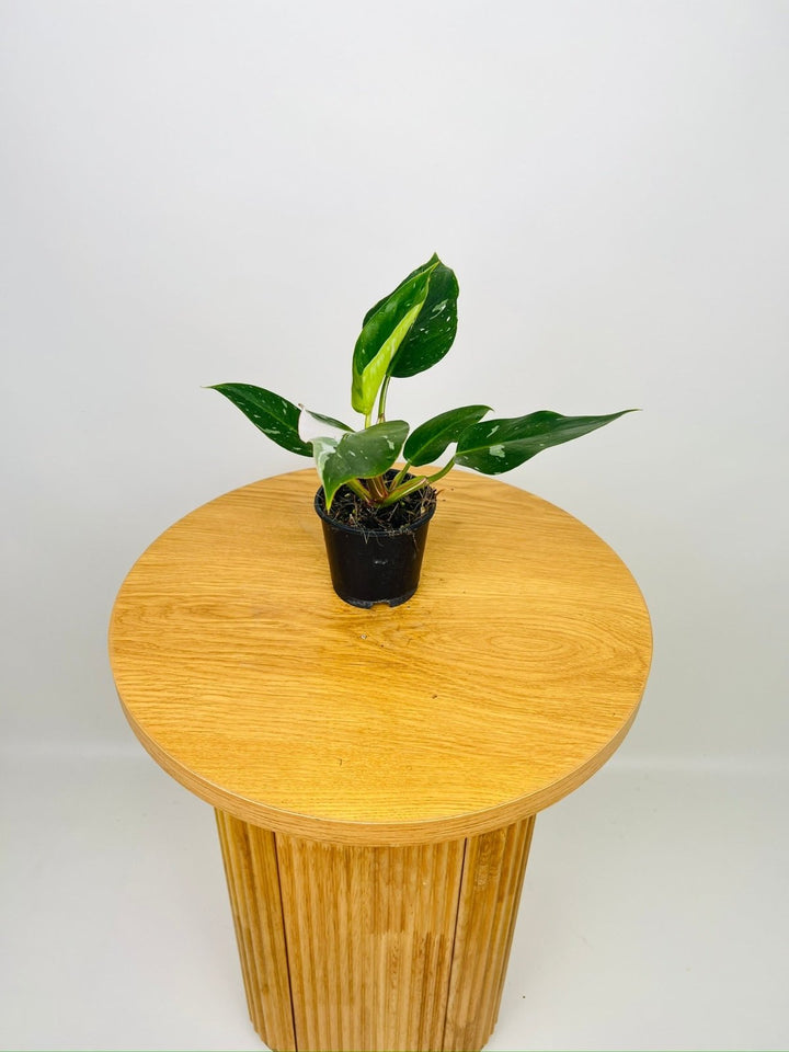 Philodendron White Princess | Uprooted