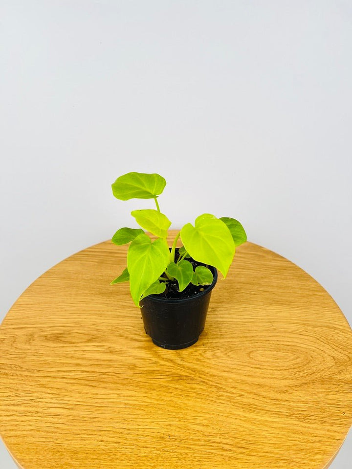 Philodendron Xanadu Golden Mini | Uprooted