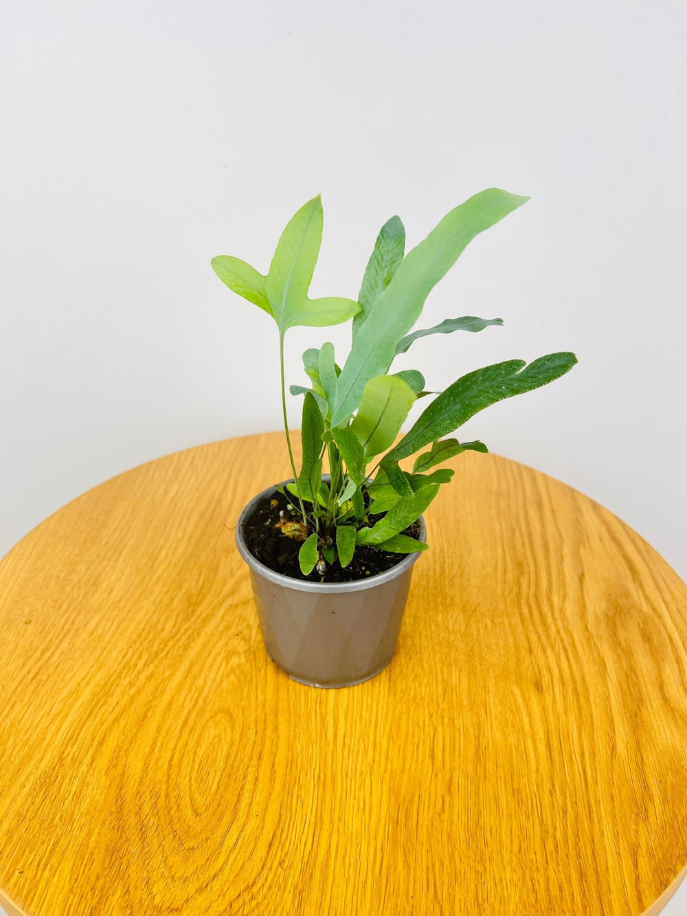 Phlebodium Aureum - Blue Star Fern | Uprooted