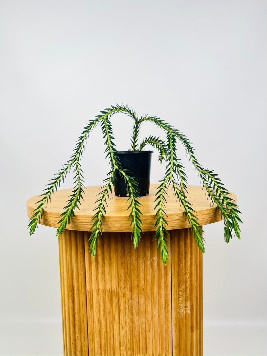 Phlegmariurus Carinata - Philippines Carinata Tassel Fern | Uprooted