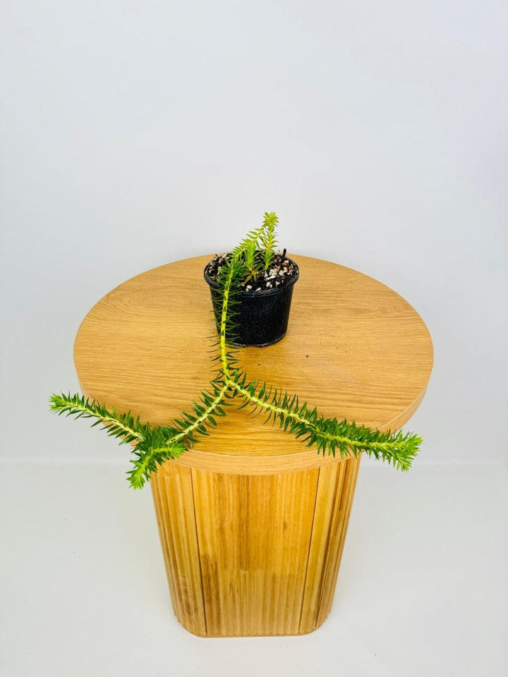 Phlegmariurus Elmeri - Philippine Coarse Tassel Fern | Uprooted