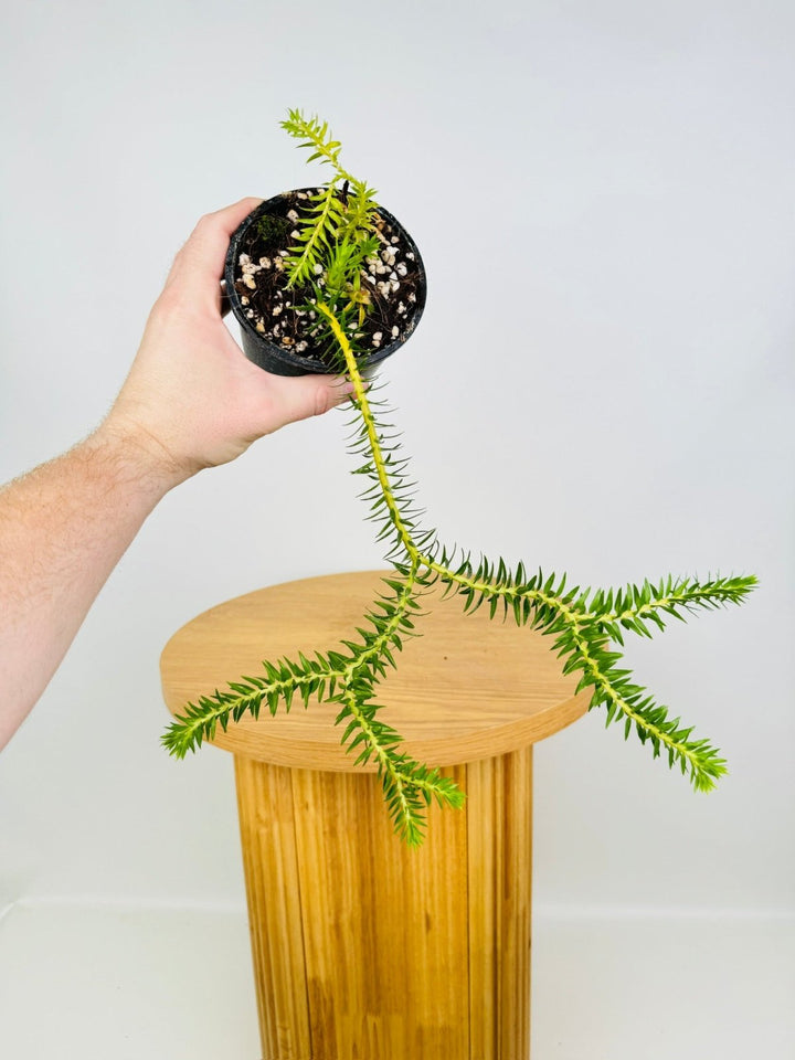 Phlegmariurus Elmeri - Philippine Coarse Tassel Fern | Uprooted