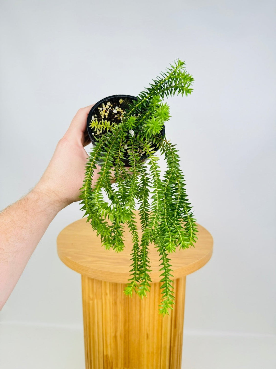 Phlegmariurus Ledermannii - QLD Black Stem Tassel Fern | Uprooted