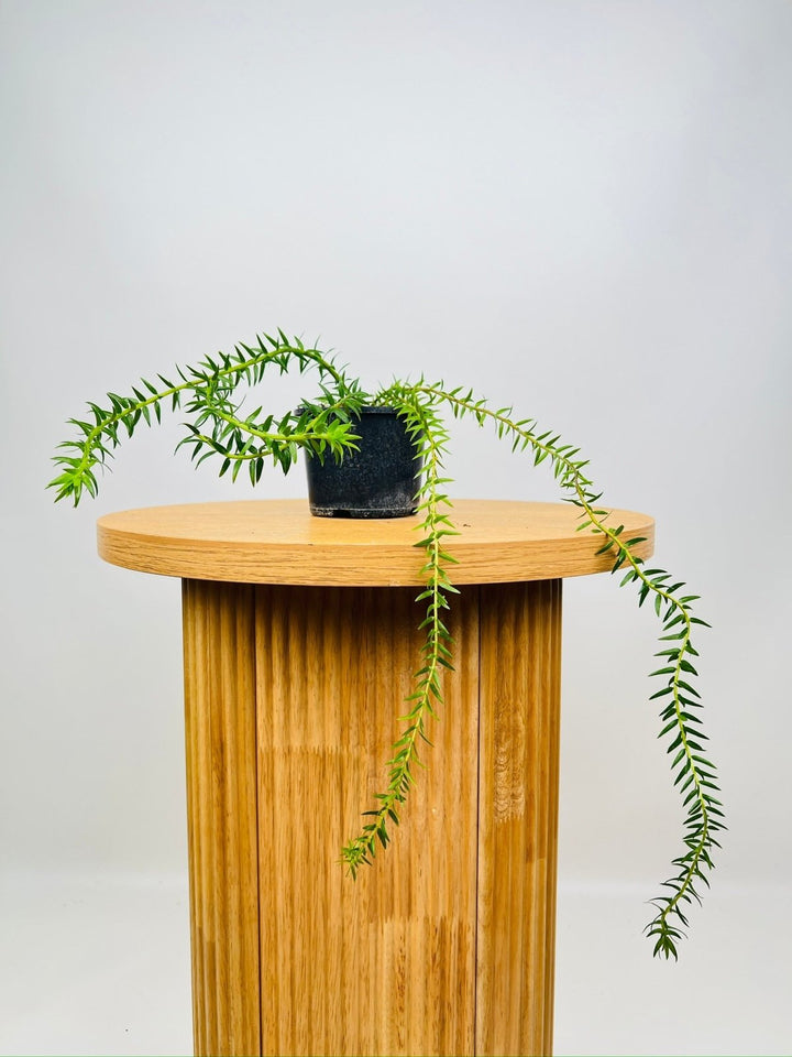 Phlegmariurus Mirabillis Indonesian Coarse Tassel Fern | Uprooted