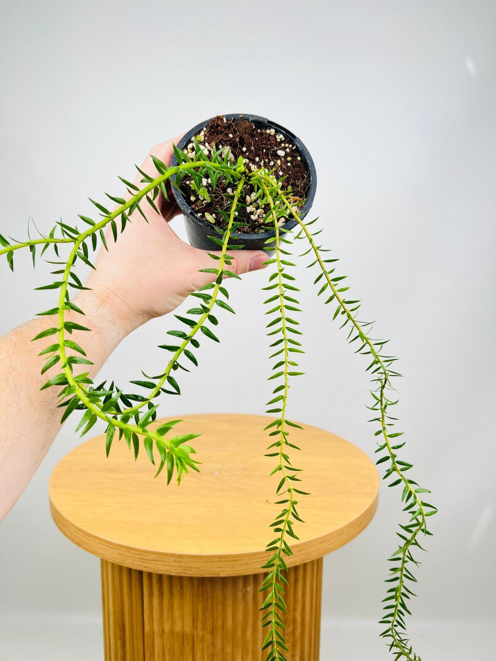 Phlegmariurus Mirabillis Indonesian Coarse Tassel Fern | Uprooted