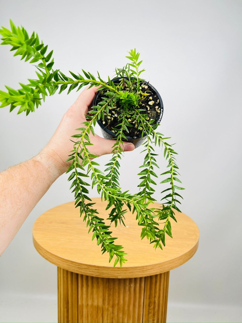 Phlegmariurus Phlegmarioides - Fiji Layered Long Leaf Tassel Fern | Uprooted