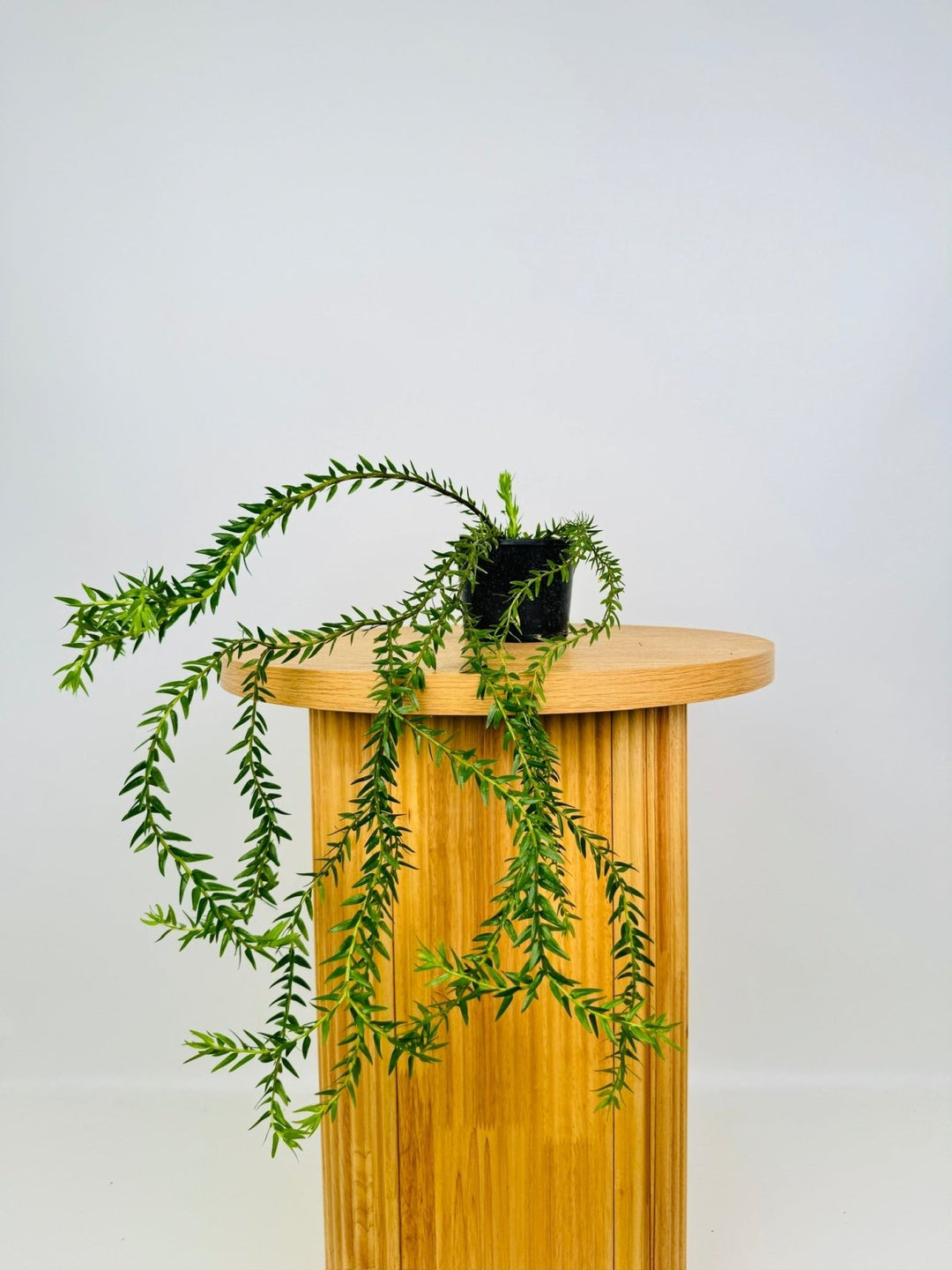 Phlegmariurus Phlegmarioides - Fiji Layered Tassel Fern | Uprooted