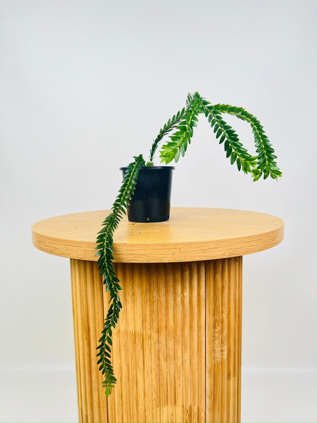 Phlegmariurus Phlegmarioides - Fiji Layered Tassel Fern | Uprooted