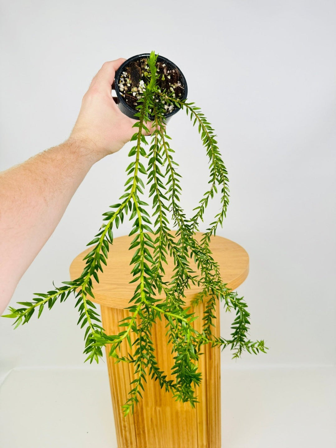 Phlegmariurus Phlegmarioides - Fiji Layered Tassel Fern | Uprooted