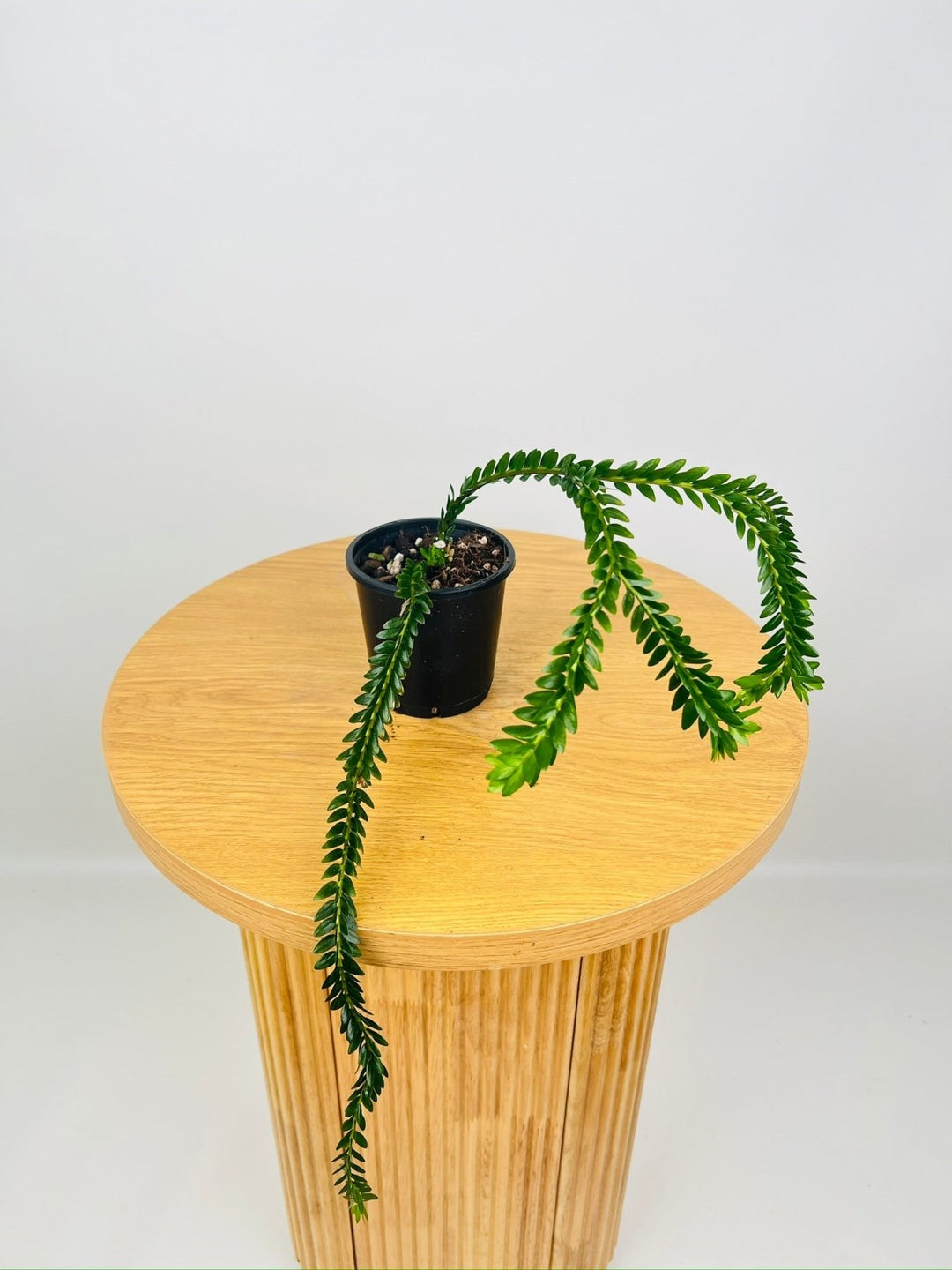 Phlegmariurus Phlegmarioides - Fiji Layered Tassel Fern | Uprooted