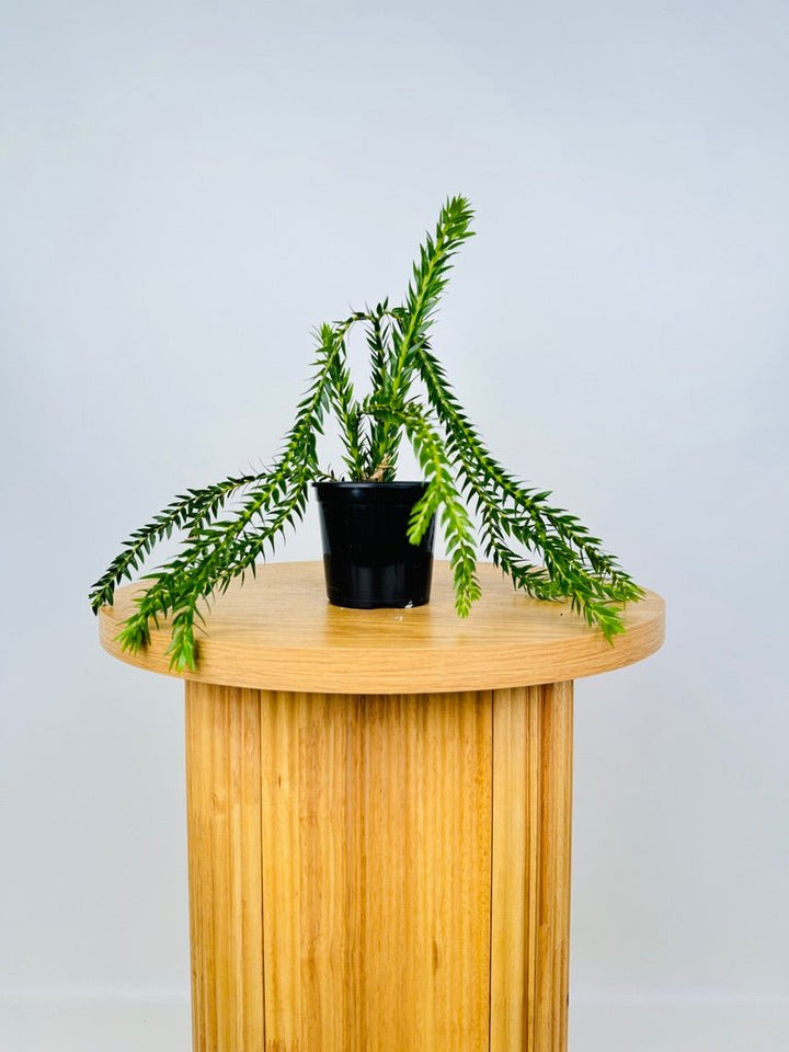 Phlegmariurus Phlegmarioides - Long Layered Tassel Fern | Uprooted