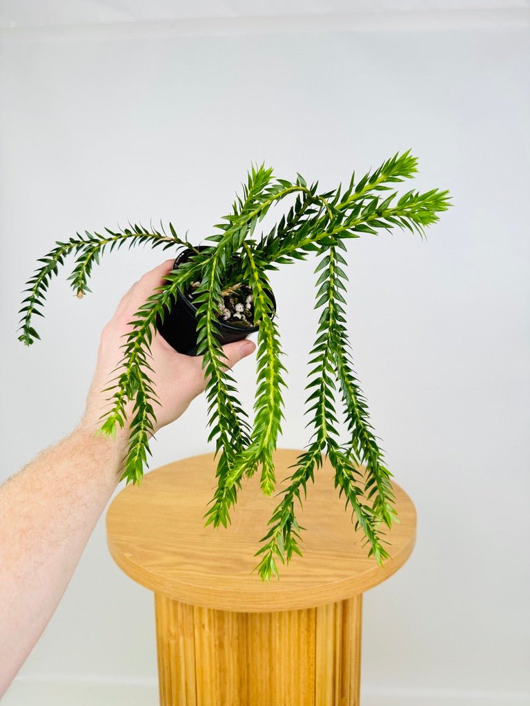 Phlegmariurus Phlegmarioides - Long Layered Tassel Fern | Uprooted