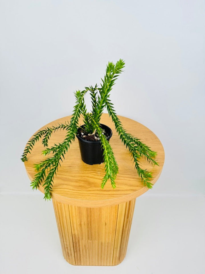 Phlegmariurus Phlegmarioides - Long Layered Tassel Fern | Uprooted