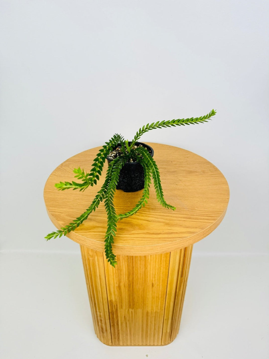 Phlegmariurus Phlegmarioides - New Guinea Layered Tassel Fern | Uprooted