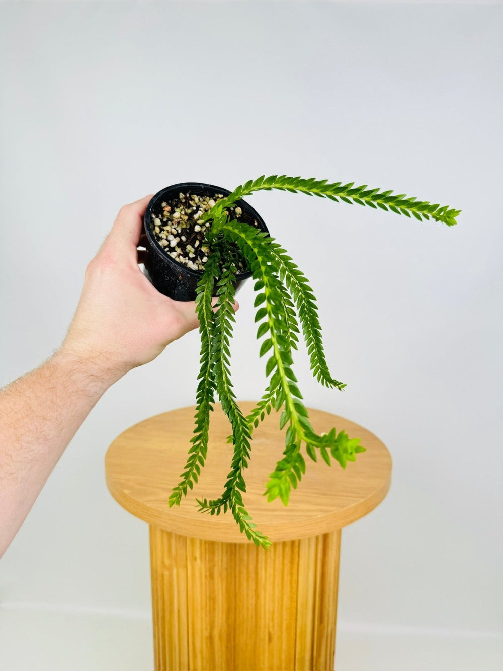 Phlegmariurus Phlegmarioides - New Guinea Layered Tassel Fern | Uprooted