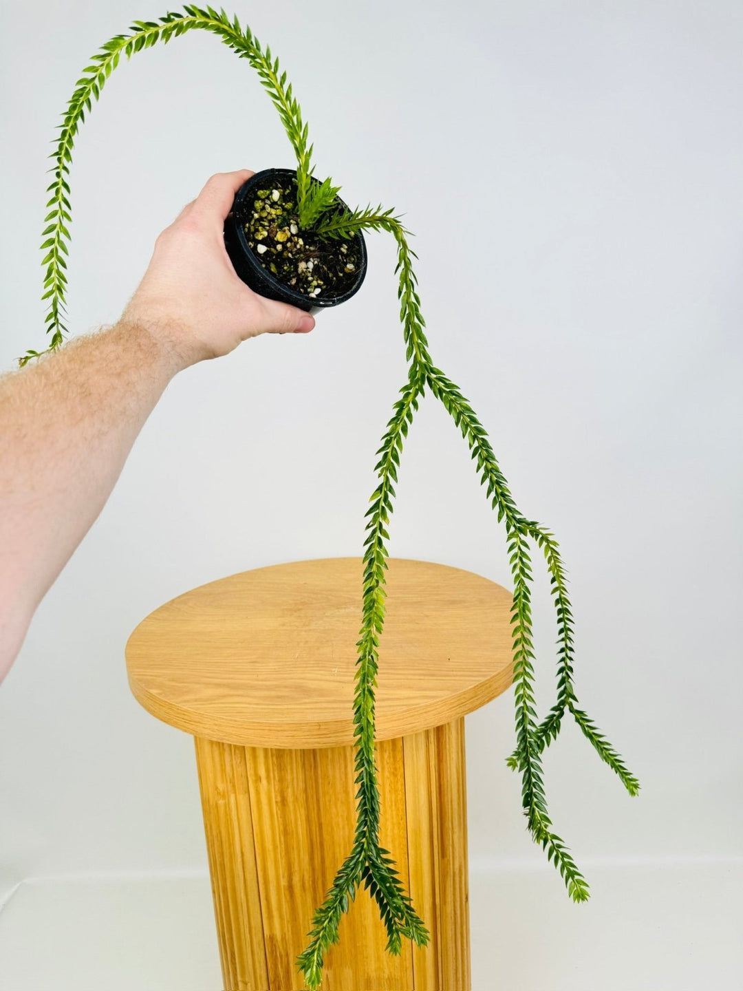 Phlegmariurus Phlegmarioides - Papua New Guinea Layered Tassel Fern | Uprooted