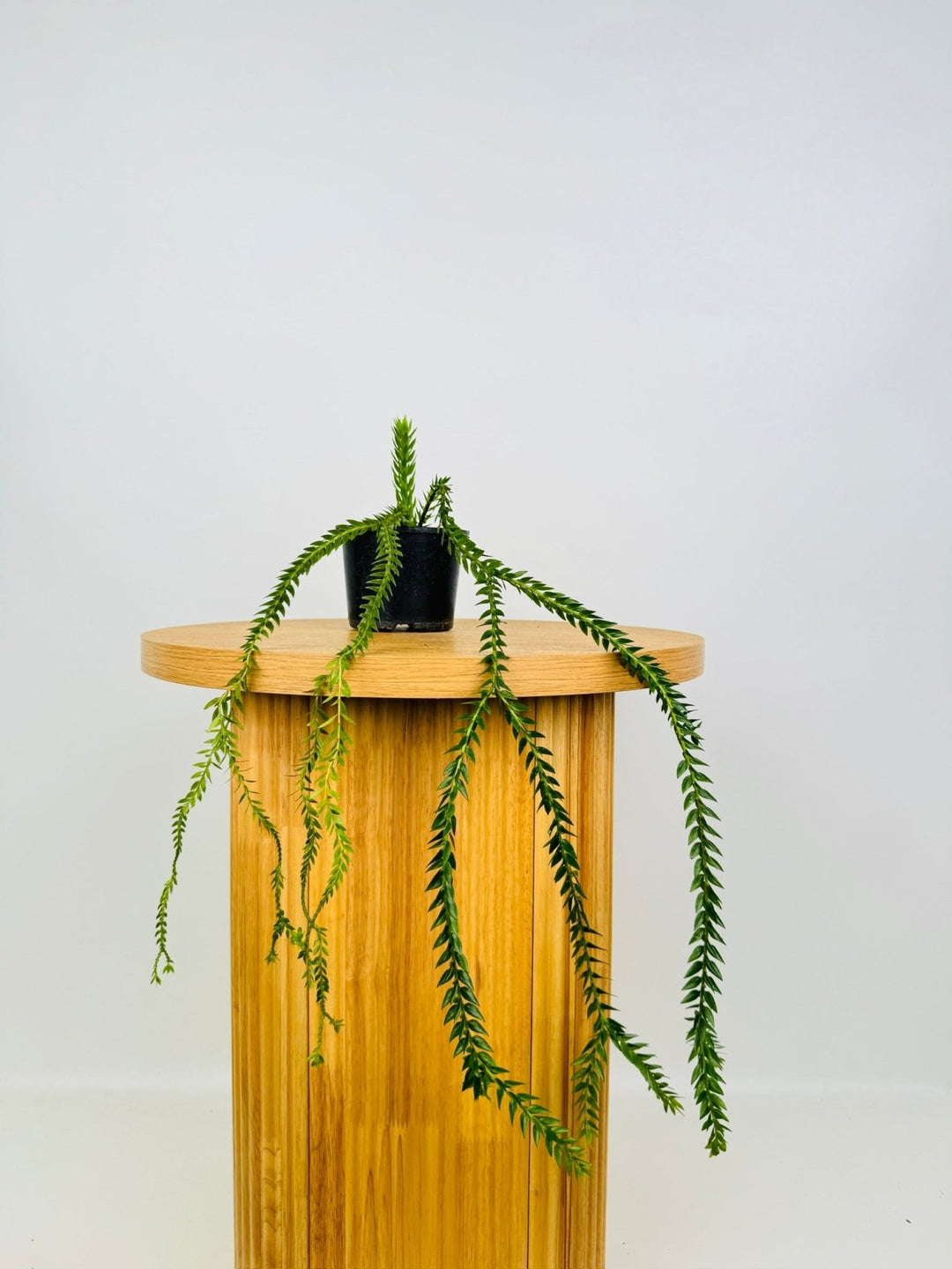 Phlegmariurus Phlegmarioides - QLD Layered Tassel Fern | Uprooted