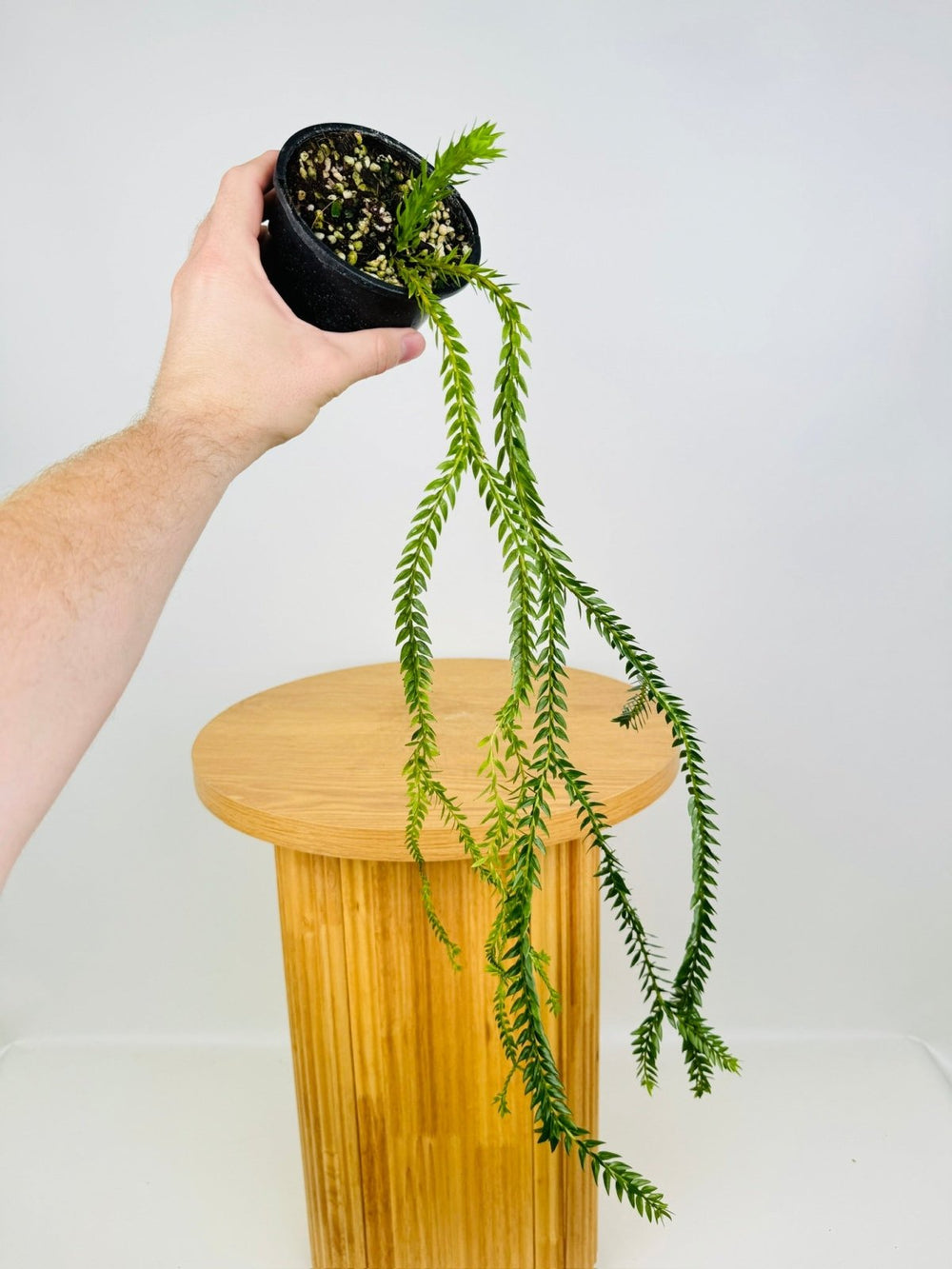 Phlegmariurus Phlegmarioides - QLD Layered Tassel Fern | Uprooted