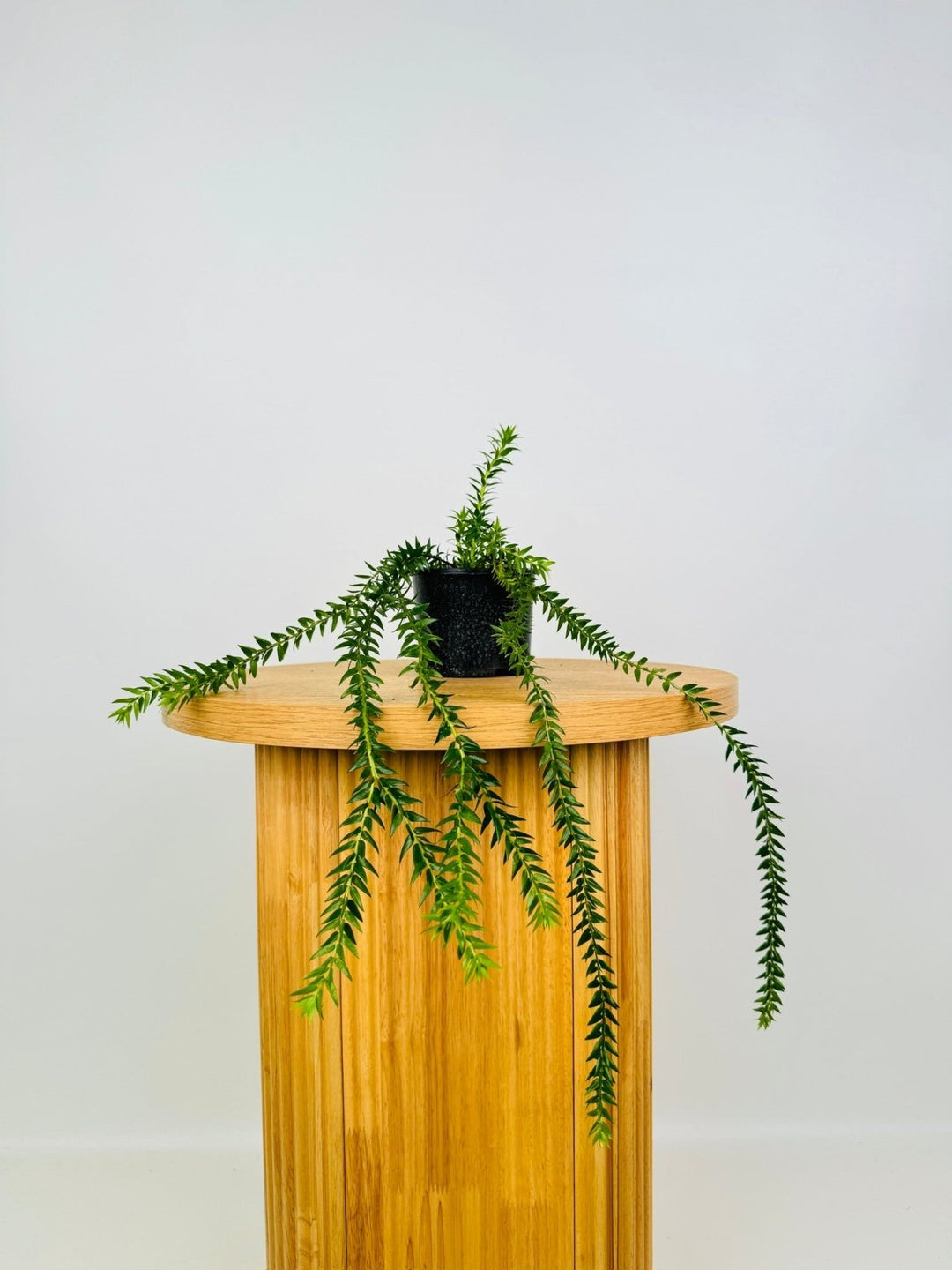 Phlegmariurus Phlegmarioides - QLD Layered Tassel Fern - X Black Stem | Uprooted