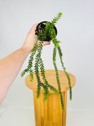 Phlegmariurus Phlegmarioides - QLD Layered Tassel Fern - X Black Stem | Uprooted