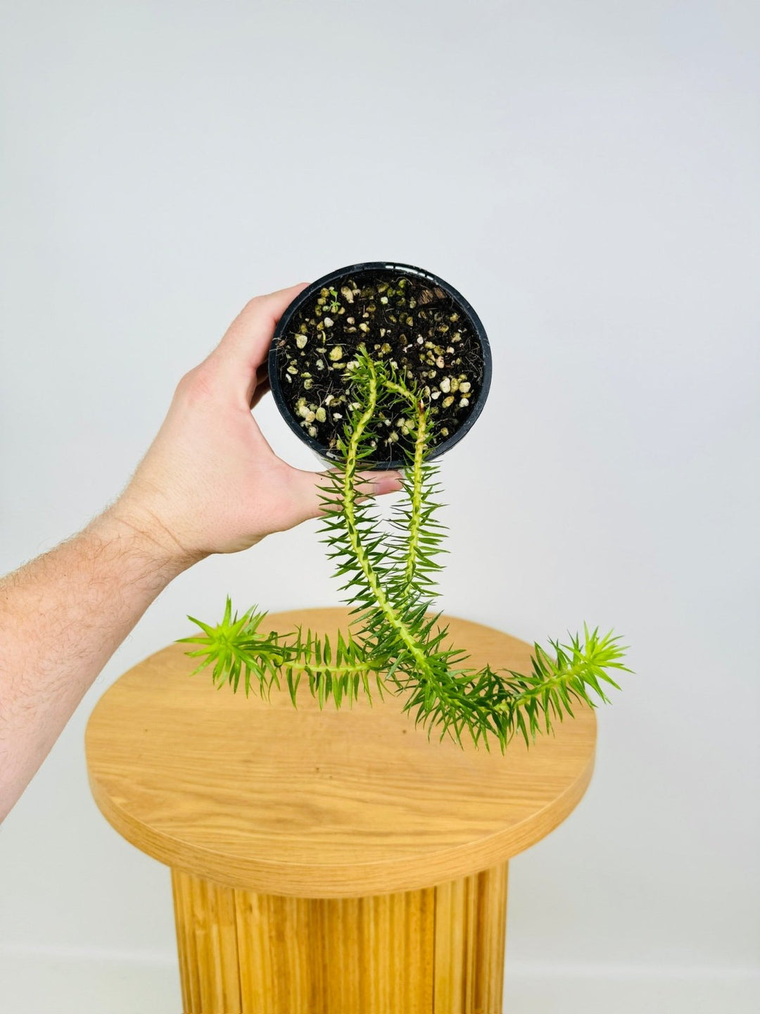 Phlegmariurus Schlecteri - New Caledonia Tassel Fern | Uprooted