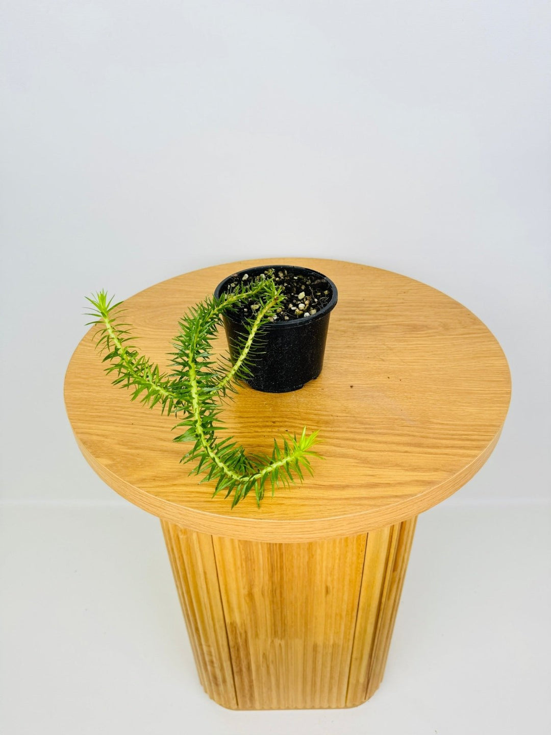 Phlegmariurus Schlecteri - New Caledonia Tassel Fern | Uprooted