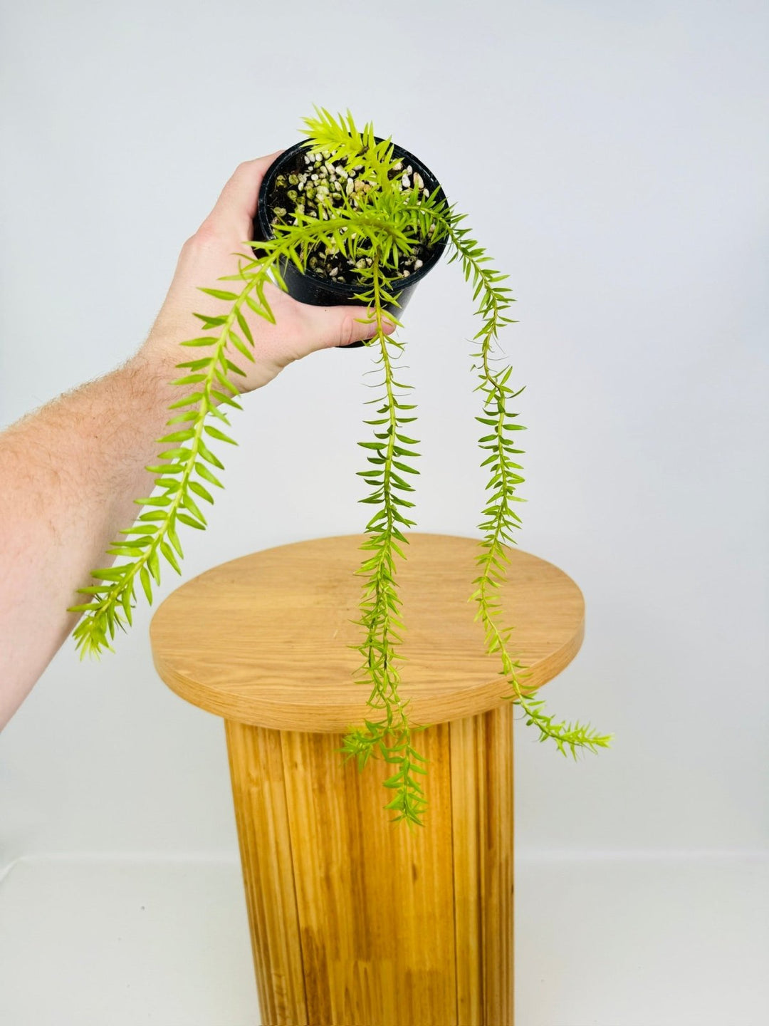 Phlegmariurus SP - QLD Coarse - Gold Form Tassel Fern | Uprooted