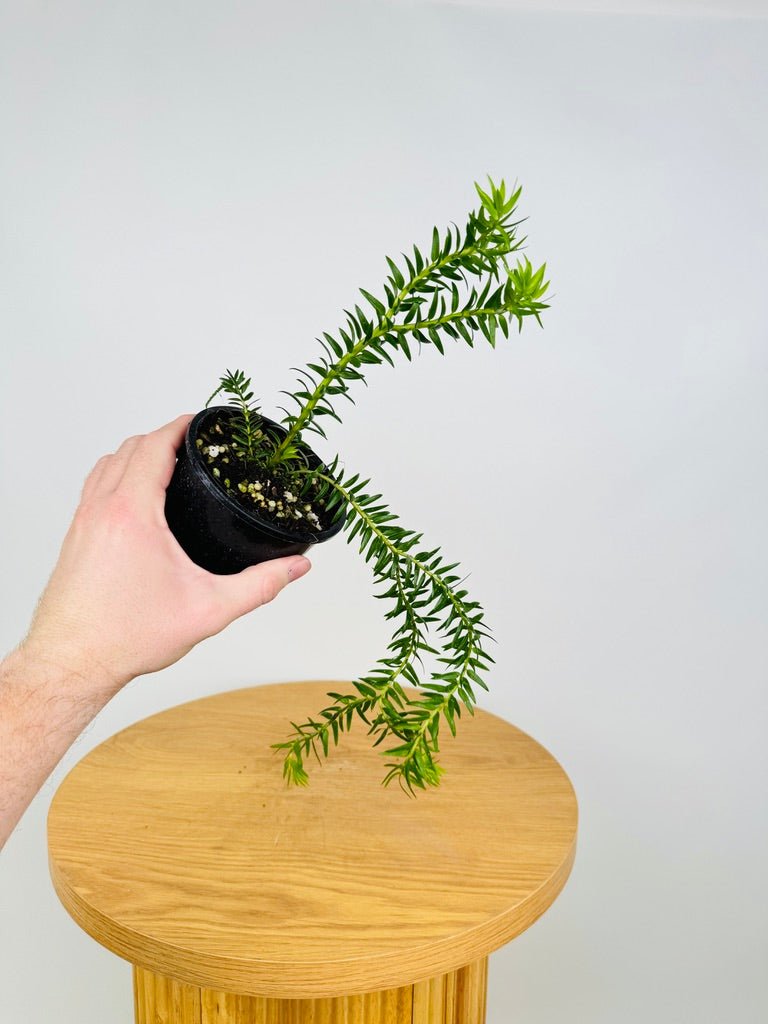 Phlegmariurus SP - QLD Coarse Tassel Fern | Uprooted