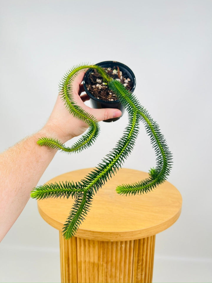 Phlegmariurus Squarrosus - Indonesian Long Stem Tassel Fern | Uprooted