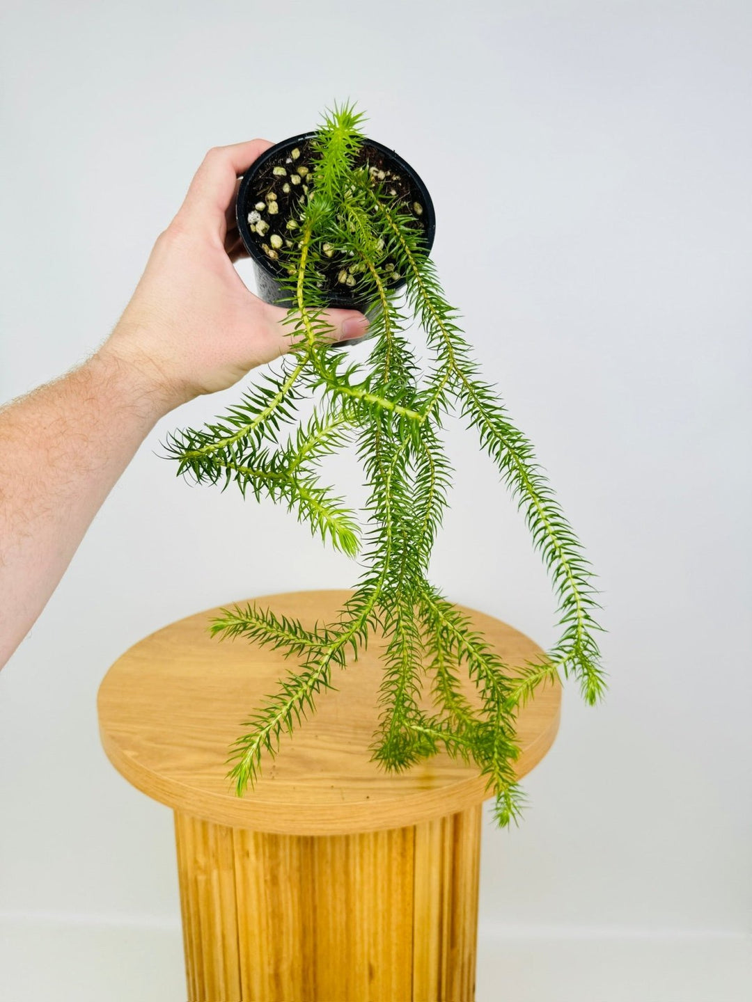 Phlegmariurus Squarrosus - QLD Coarse Water Tassel Fern | Uprooted