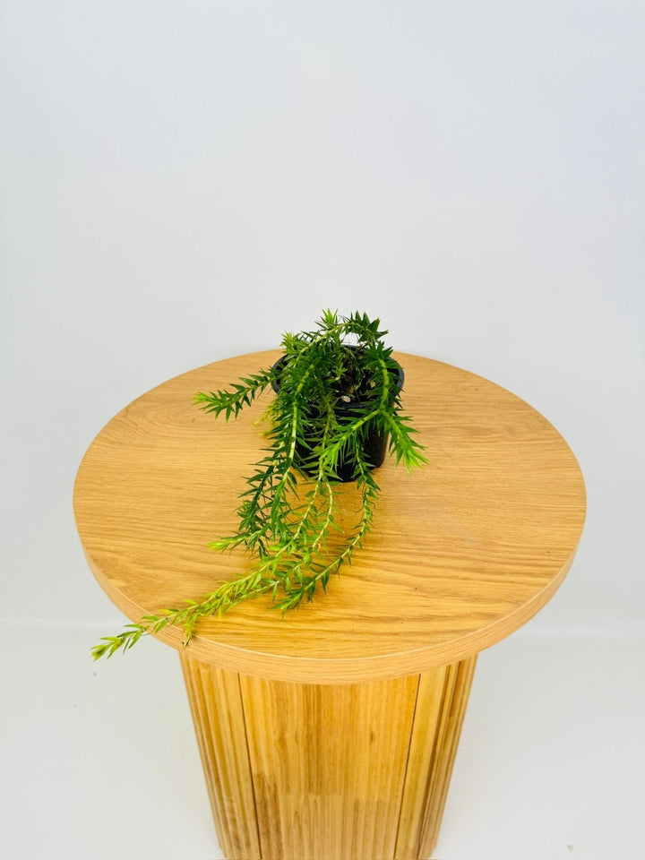 Phlegmarius Carinatus - Phillipine Green Form Tassel Fern | Uprooted