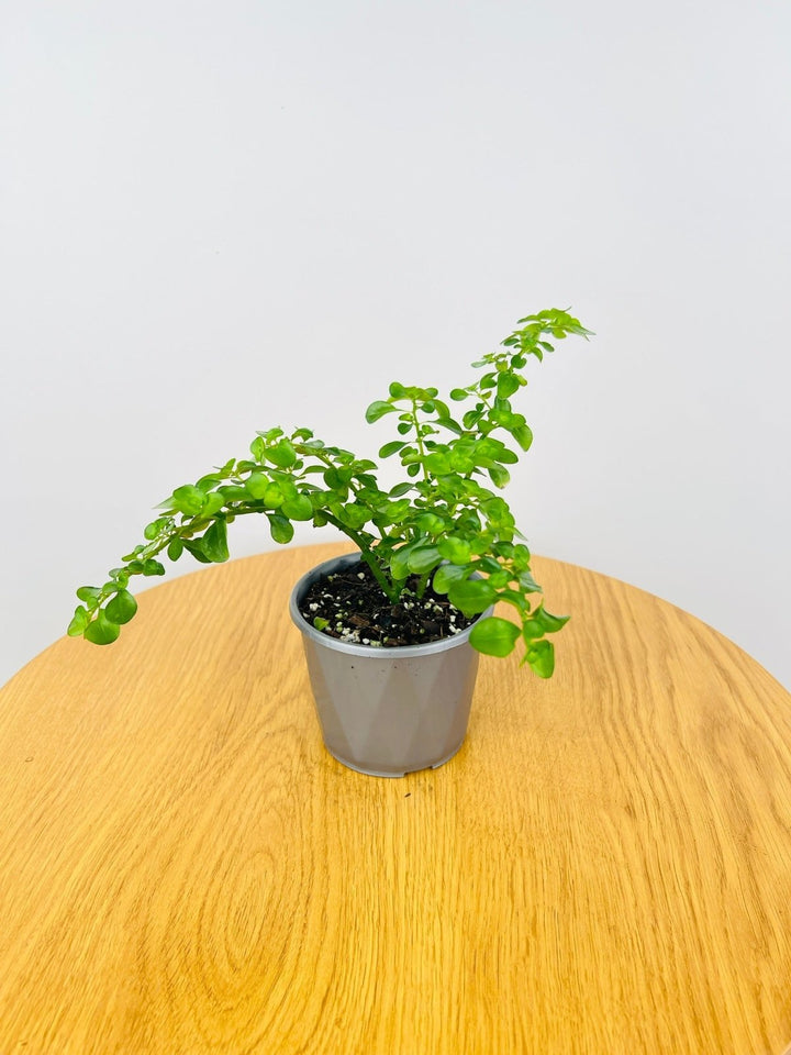 Pilea Emerald Isle | Uprooted