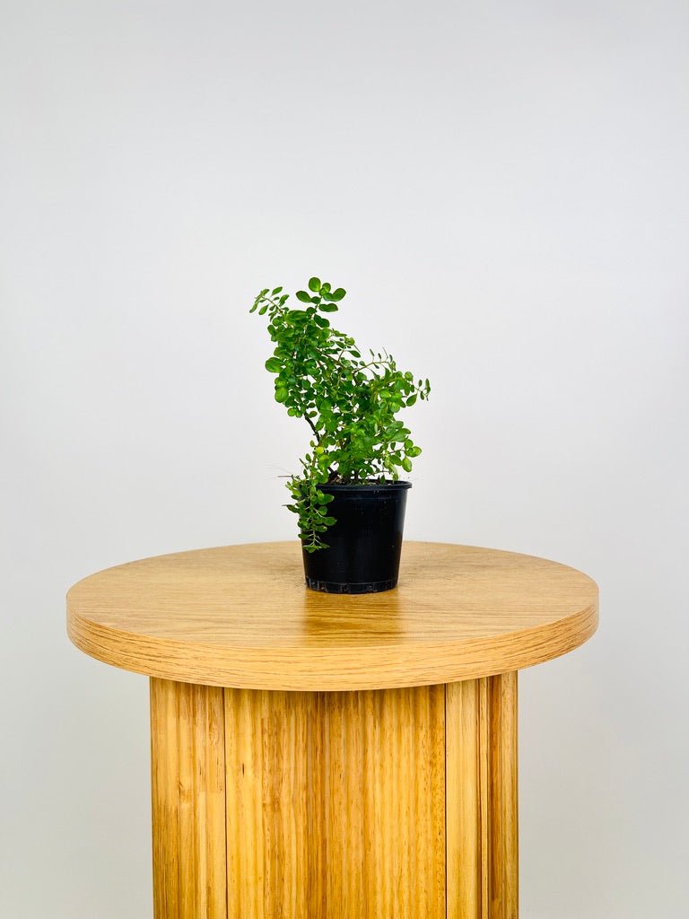 Pilea Emerald Isle | Uprooted